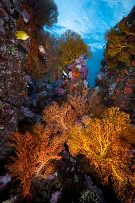 Colorful coral reef scene with bright orange and yellow fan corals, various tropical fish, and clear blue water overhead, seen underwater between two rocky coral formations.