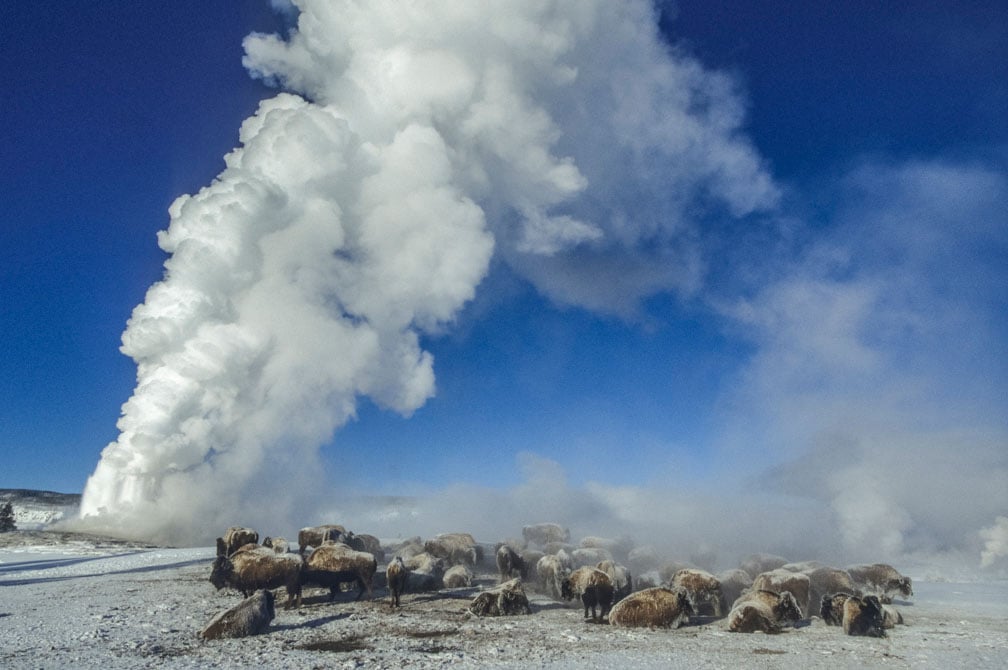 A herd of bison stands on snowy ground near a geyser erupting a huge plume of steam under a clear blue sky.