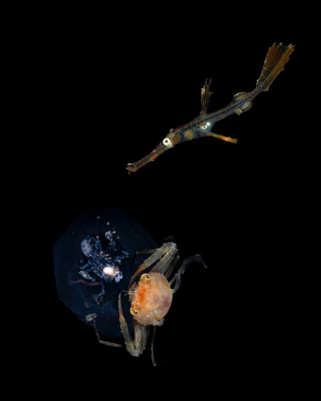A small, slender fish with a pointed snout swims above a translucent jelly-like organism holding a crab in its claws, all set against a black background.
