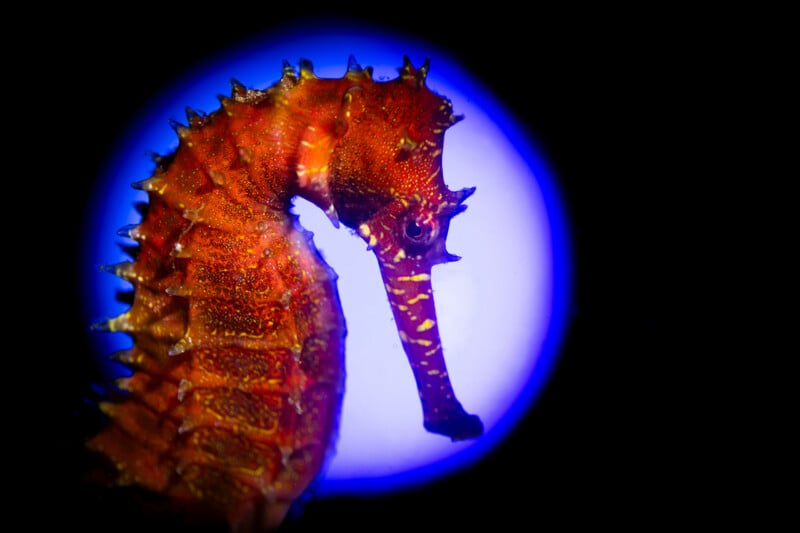 A close-up of an orange seahorse with spiky ridges, set against a black background and a glowing blue circular light behind it.