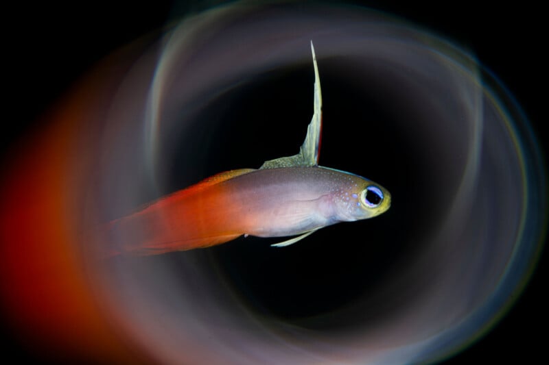 A colorful firefish with a long dorsal fin swims against a dark background, surrounded by swirling light trails.