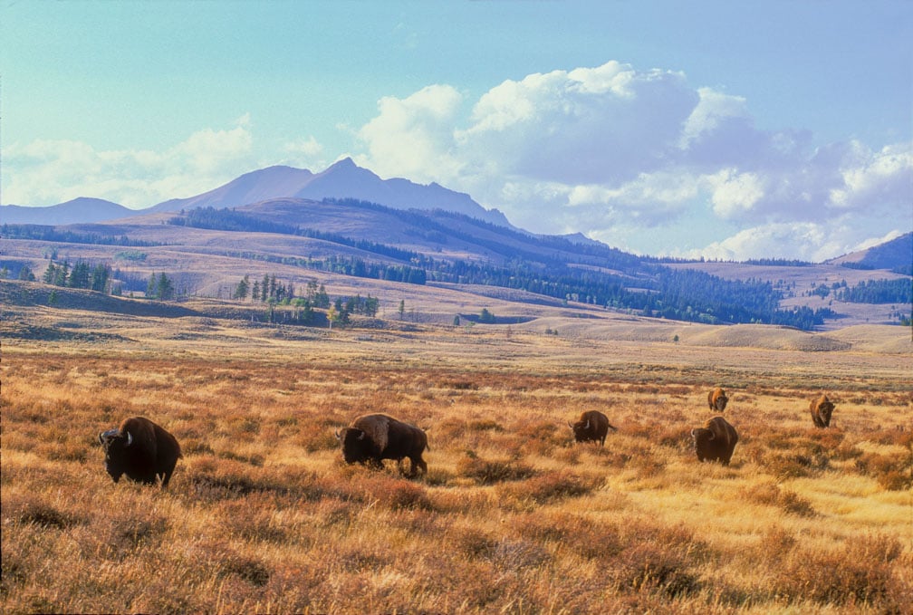 Bison graze on golden grass in a wide open plain, with mountains and scattered trees in the background under a partly cloudy sky.