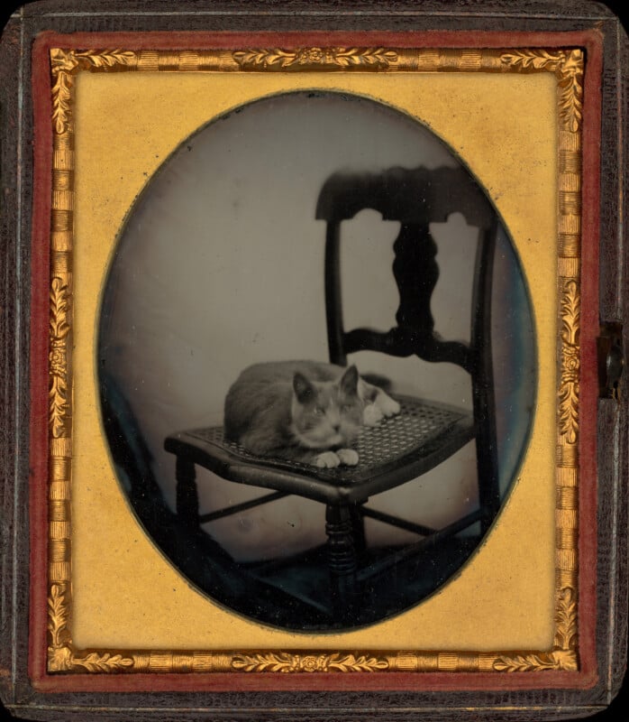 A cat sits on a cane-seated wooden chair, presented in an oval-framed daguerreotype with an ornate gold border.