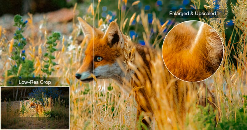 A fox sits in tall grass. Inset shows a low-res crop of the fox, while a zoomed-in circle highlights an enlarged, upscaled, and sharper section of the fox’s fur. Wildflowers and grasses surround the animal.