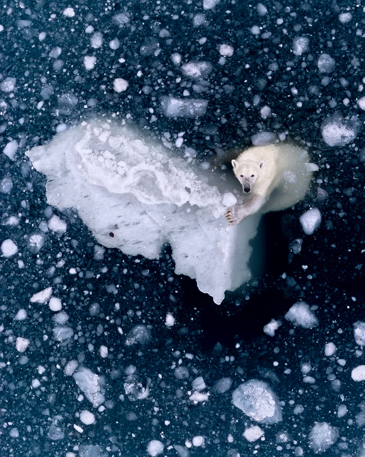 A polar bear stands on a small, melting ice floe surrounded by scattered ice chunks floating in dark blue water, viewed from above.