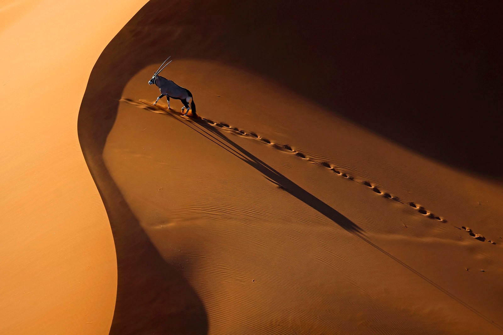 A lone oryx walks across orange sand dunes, leaving a trail of hoofprints and casting a long shadow in the sunlight.