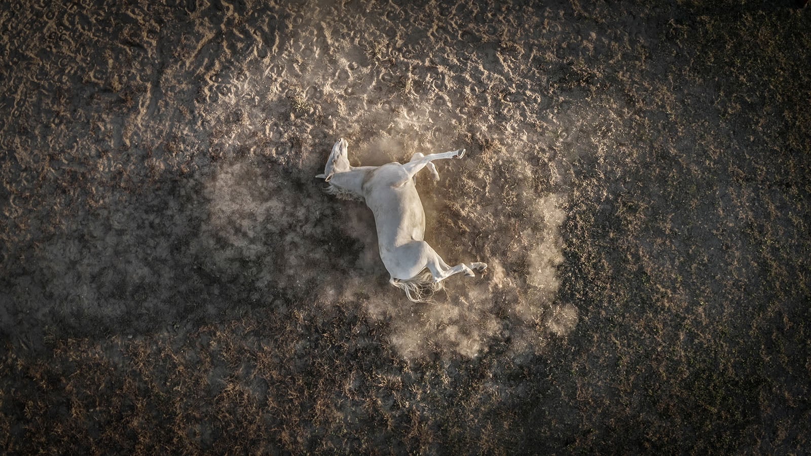 Aerial view of a white horse rolling on its back in a dusty patch of ground, creating a cloud of dust around its body. The surrounding area is a mix of dirt and sparse grass.