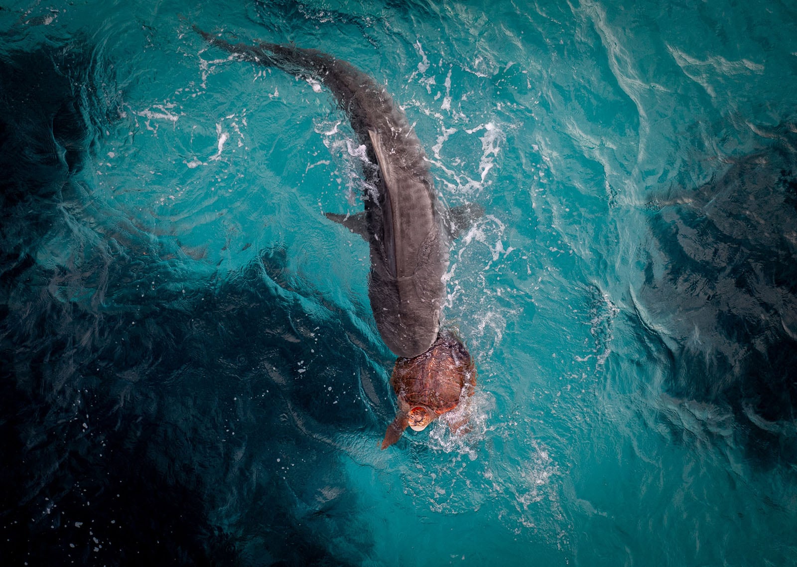 A large shark swims close behind a sea turtle in clear turquoise water, creating ripples and splashes on the ocean surface.