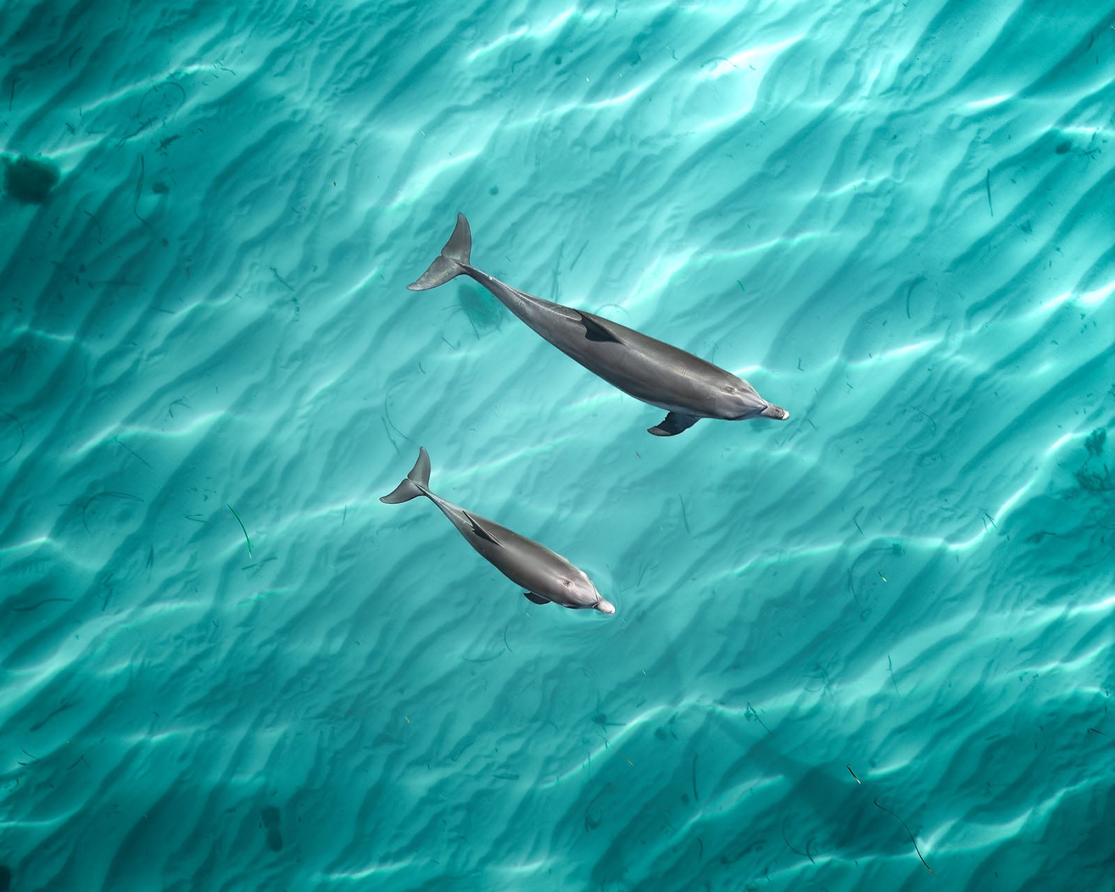Aerial view of two dolphins swimming together in clear, turquoise water, with sunlight creating wavy patterns on the sandy ocean floor below.