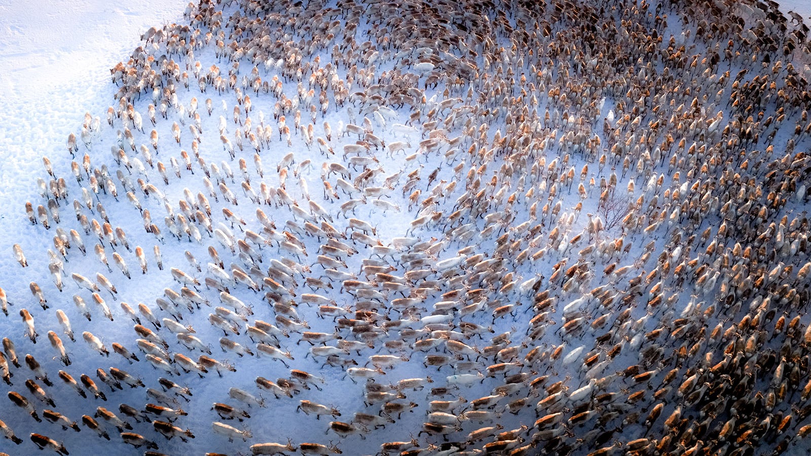 Aerial view of a large herd of reindeer migrating across a snowy landscape, closely packed together and leaving a winding path through the snow.