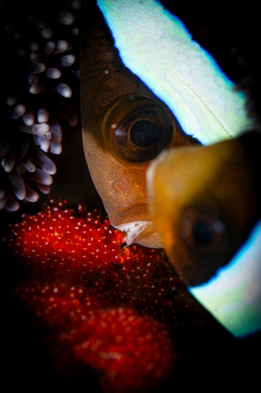 Close-up of a clownfish tending to bright red eggs, with its mouth touching the eggs; white and blue markings on the fish are visible in the dark, underwater setting.