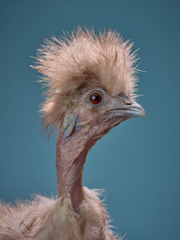 A close-up of a chicken with fluffy, wild head feathers, a long bare neck, and a blue and pinkish face, set against a plain blue background.