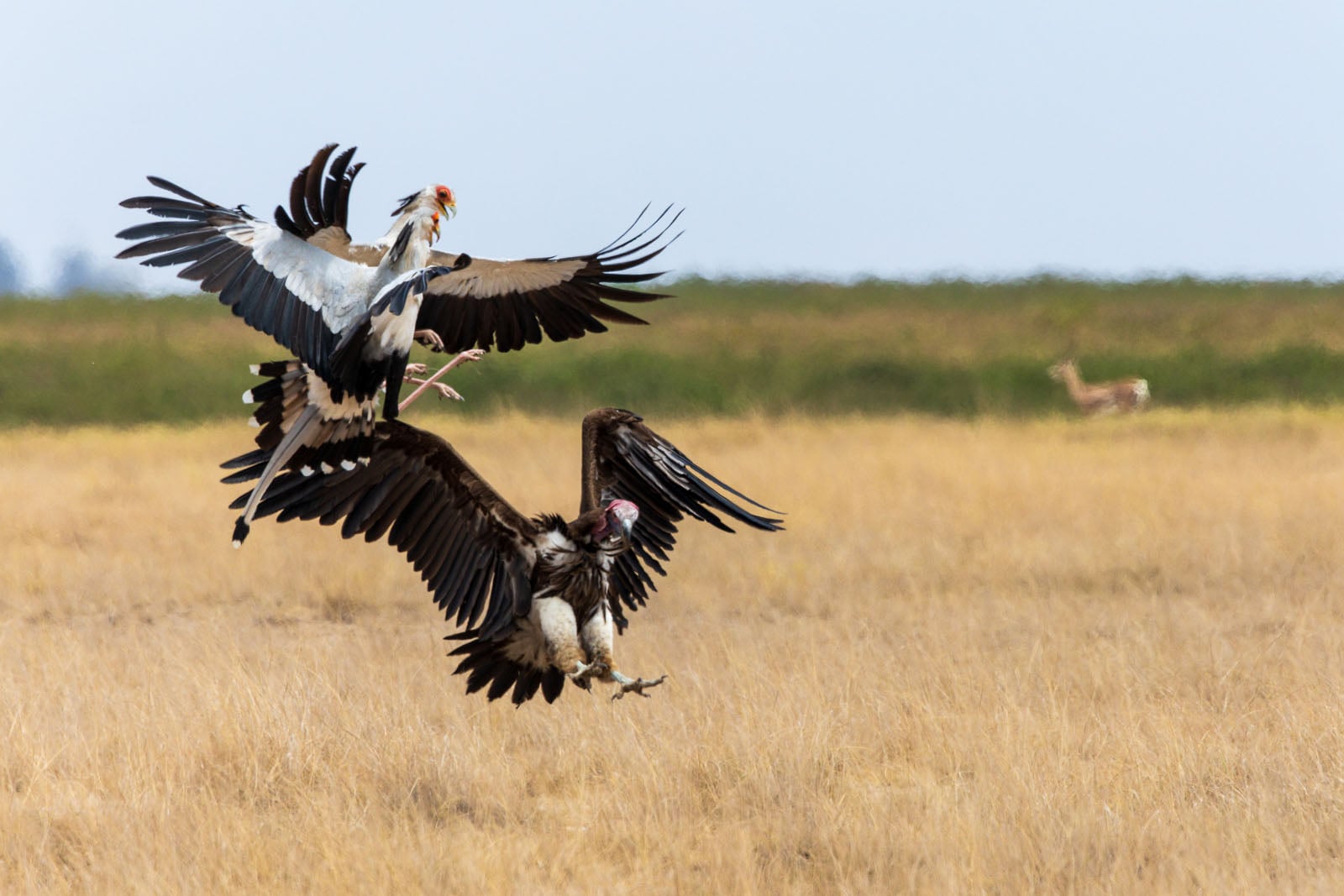A secretary bird and a lappet-faced vulture are mid-air in a confrontation over a grassy savanna, with a small antelope visible in the distance.