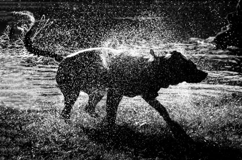 A dog shakes off water near a pond, creating a dramatic spray of droplets captured in the sunlight.