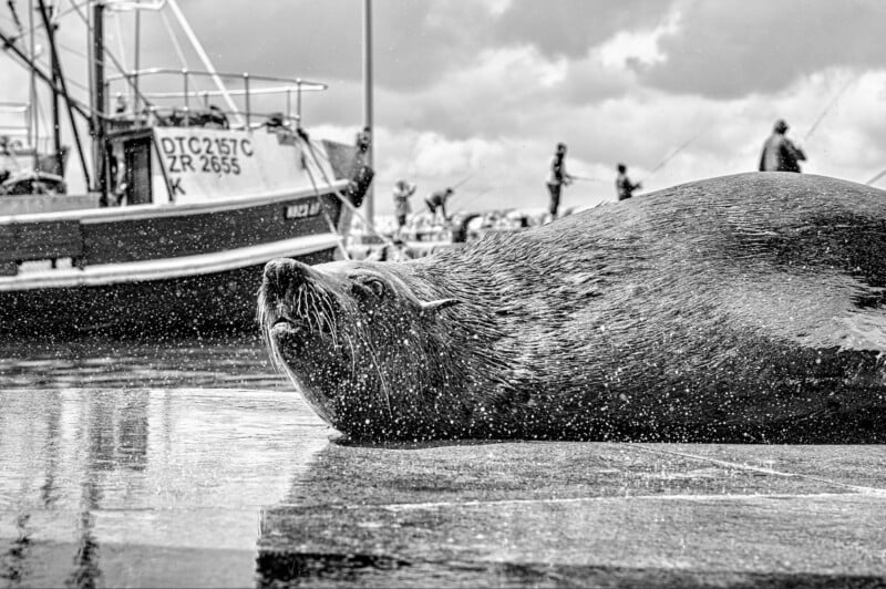 A sea lion rests on a wet dock with water droplets around it; in the background, people and a fishing boat are visible under a cloudy sky.
