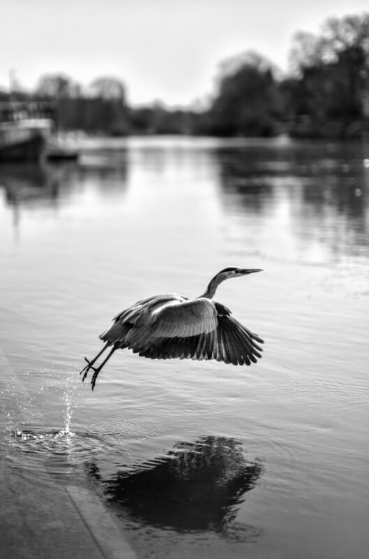 A heron takes flight from the edge of a calm river, its wings spread wide and reflected in the water. The background shows trees and blurred outlines of boats. The image is in black and white.
