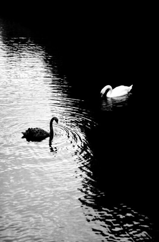 A black swan and a white swan swim on a calm, reflective body of water, creating ripples. The image is in black and white, with strong contrast between light and shadow.