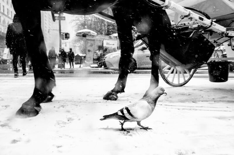 A pigeon walks on snowy ground beneath a horse and carriage in a city. Snow is falling, and people with umbrellas are visible in the background.