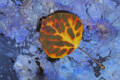 A vibrant yellow and orange leaf with red veins rests on a textured, marbled blue and purple surface, creating a striking contrast between the warm and cool colors.