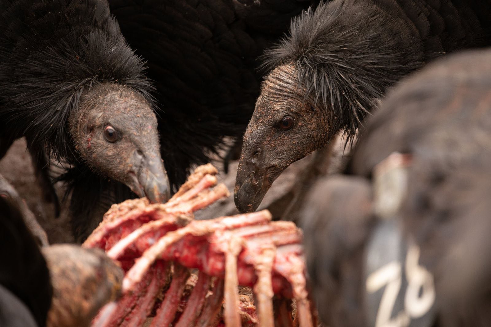 Two California condors with dark, feathered bodies and bare, wrinkled heads feed on a skeletal animal carcass.