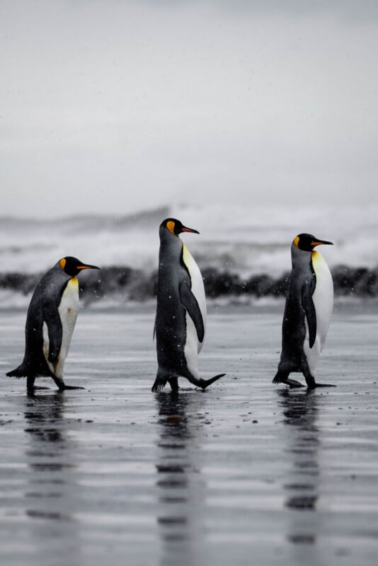 Three emperor penguins walk on a wet, reflective beach with waves in the background under a cloudy sky.