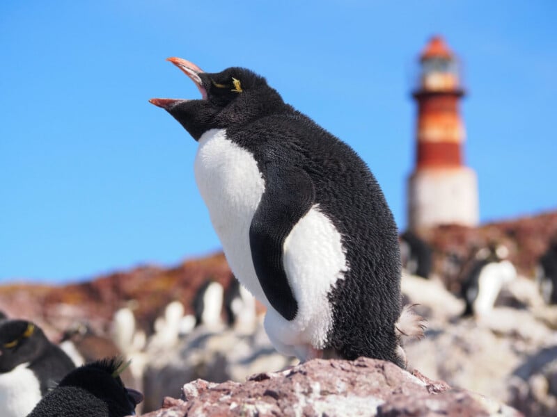 A rockhopper penguin stands on a rocky surface with its beak open, possibly calling out. A blurred lighthouse and more penguins are visible in the background under a clear blue sky.