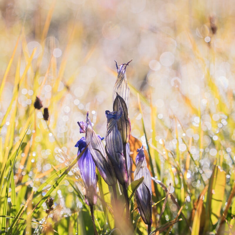 Purple wildflowers with striped petals stand amid tall, dewy grass, with sunlight creating a bright, dreamy, and bokeh-filled background.