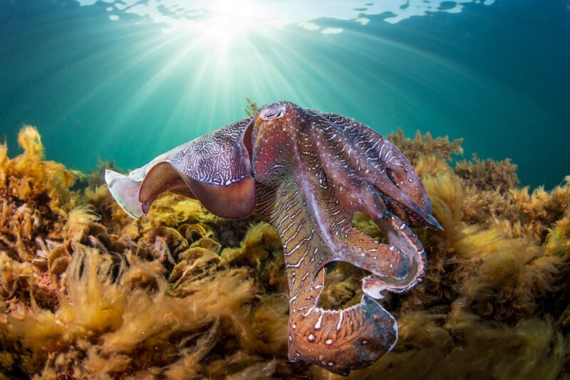 A cuttlefish swims above seaweed in clear blue water, illuminated by sun rays streaming from above.
