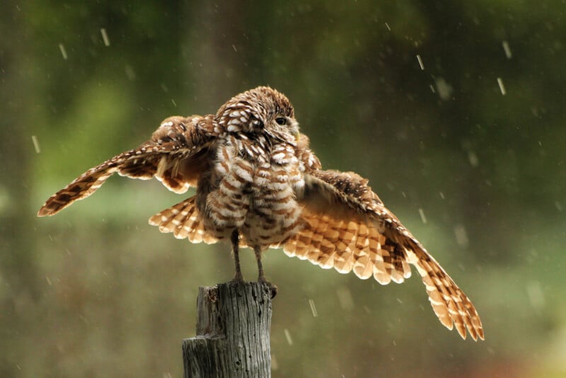 A brown and white owl stands on a wooden post with its wings spread wide, as raindrops fall around it against a blurred green background.