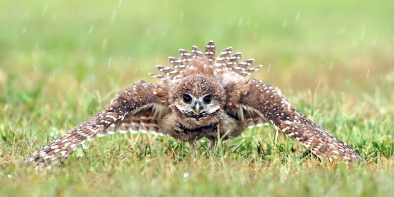 A brown and white spotted owl spreads its wings wide while crouched on grass, facing the camera with an intense gaze.