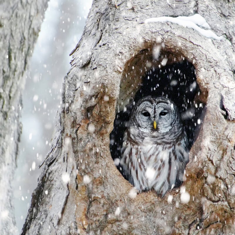 A barred owl sits inside a tree hollow, partially sheltered as snow falls gently around it. The tree’s bark and the owl’s feathers blend in with the wintry, natural setting.