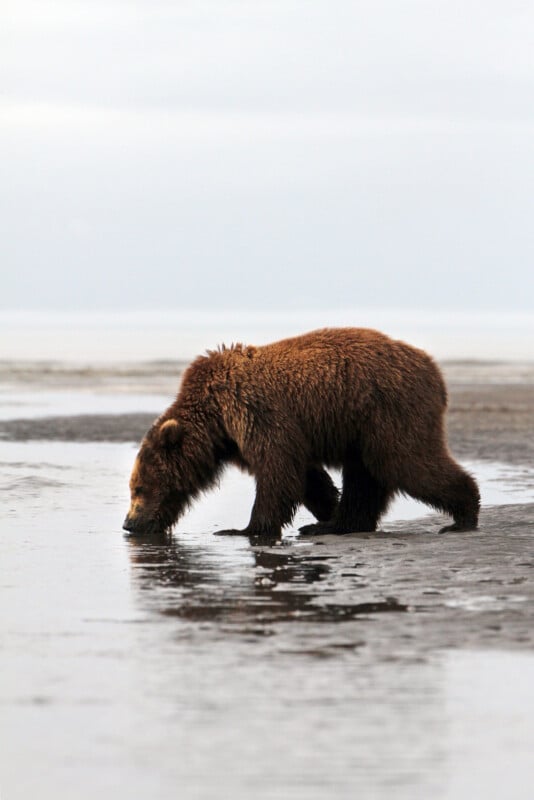 A brown bear walks along a wet, sandy shoreline, lowering its head to drink from shallow water under a cloudy sky.