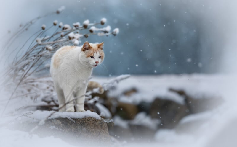 A white and orange cat stands on a snow-covered rock, surrounded by snowy plants, with snowflakes falling and a blurred winter background.