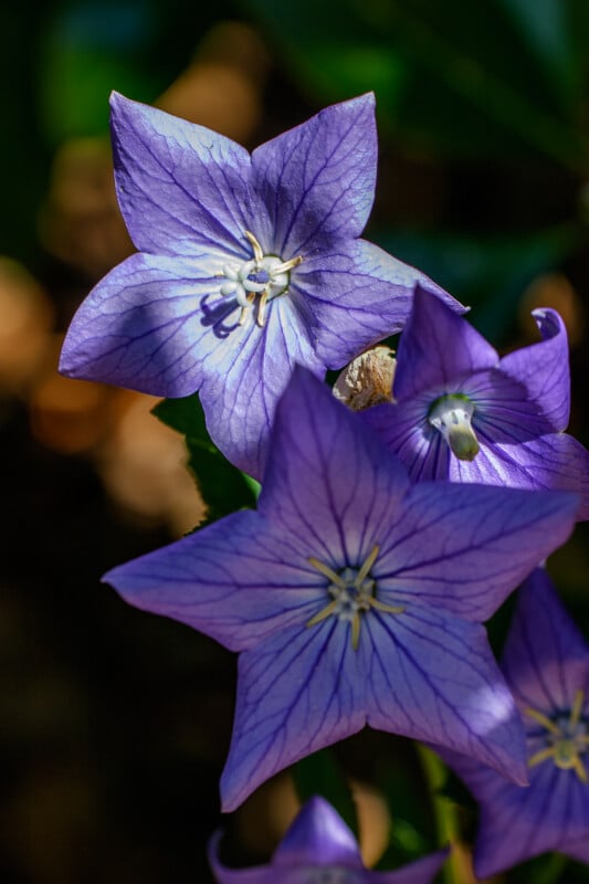 Close-up of three vibrant purple balloon flowers (Platycodon grandiflorus) in bloom, showing detailed veining on the petals, with a blurred green and brown background.