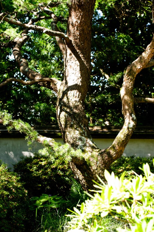 A large, textured tree with twisting branches stands amid lush green bushes and foliage, with sunlight filtering through its leaves against a backdrop of a low, light-colored wall.