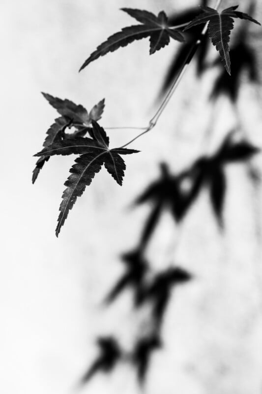 A close-up black and white photo of a branch with maple-shaped leaves in focus, while the rest of the branch and its leaves appear blurred against a light background.