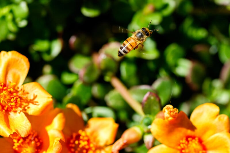 A bee hovers in midair above vibrant orange flowers, with green foliage blurred in the background.