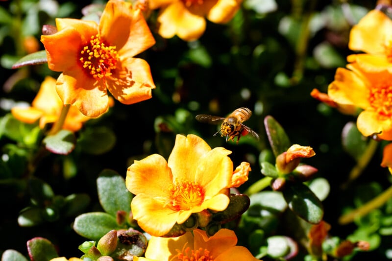 A bee hovers in midair above vibrant orange and yellow flowers, surrounded by green leaves in bright sunlight.
