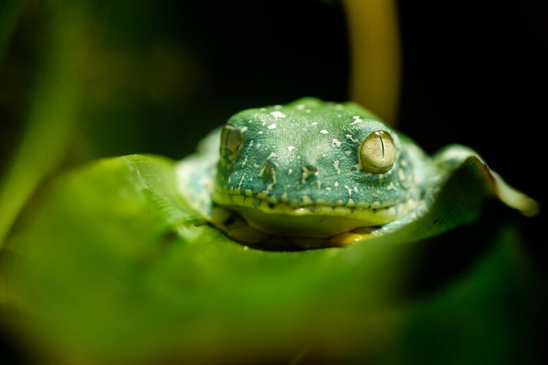 A close-up of a green frog with white spots resting on a leaf, surrounded by blurred green foliage, with its eyes partially open and facing the camera.