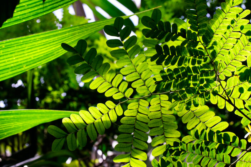 Bright sunlight shines through lush, green tropical leaves, casting distinct shadows and patterns. The close-up view highlights the vibrant texture and varying shades of green in the overlapping foliage.