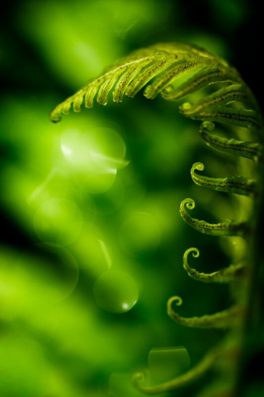 Close-up of a fern frond unfurling, with small, curled tips against a vibrant, blurred green background, creating a dreamy and abstract nature scene.