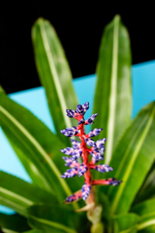 A close-up of a vibrant bromeliad plant with long green leaves and a striking red stem topped with purple and white patterned buds, set against a blue and black background.