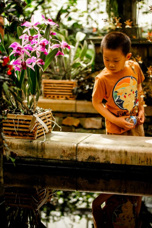 A young boy wearing an orange Pikachu t-shirt stands by a pond in a garden, looking down at his reflection. Bright pink orchids in a wooden planter are nearby, surrounded by lush green plants.