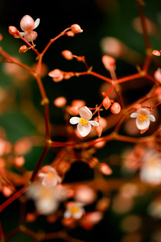 Close-up of delicate white and pink flowers with small buds on thin, reddish stems against a blurred dark green background.