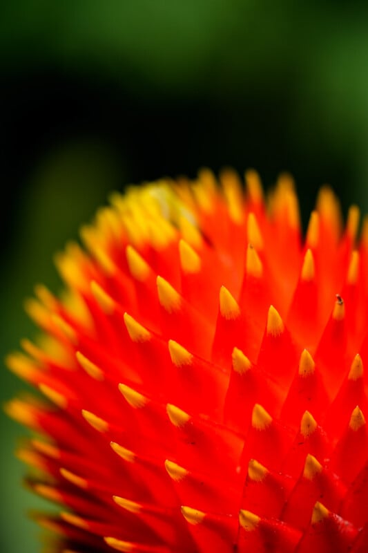 Close-up of a vibrant orange and yellow spiky flower head with a blurred green background. The flower's pointed petals create a striking, textured pattern.