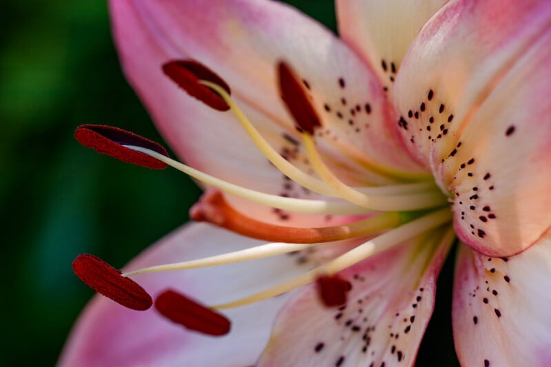 Close-up of a blooming pink lily with speckled petals, showing six red-tipped stamens and a central pistil, set against a blurred dark green background.