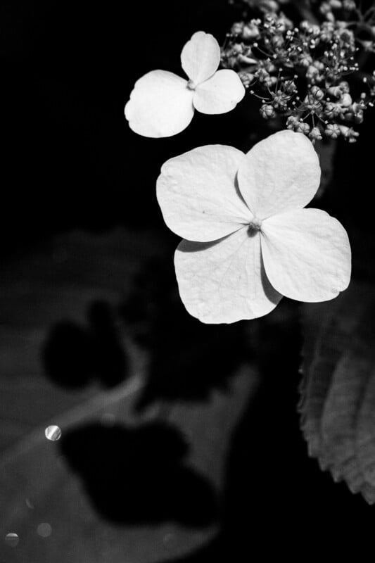 Black and white close-up photo of two hydrangea flowers with delicate petals. The flowers are in focus, while leaves and buds in the background are blurred and cast soft shadows.