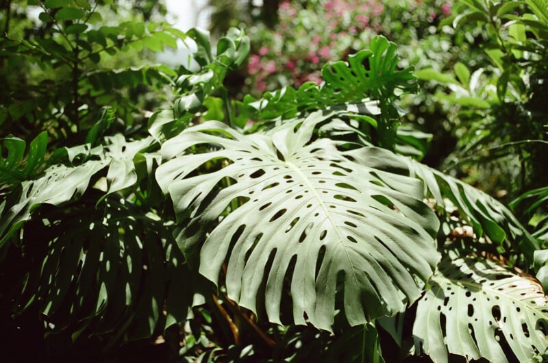 Large, green monstera leaves with distinctive holes and splits are shown in bright sunlight, surrounded by other tropical plants in a lush garden setting.