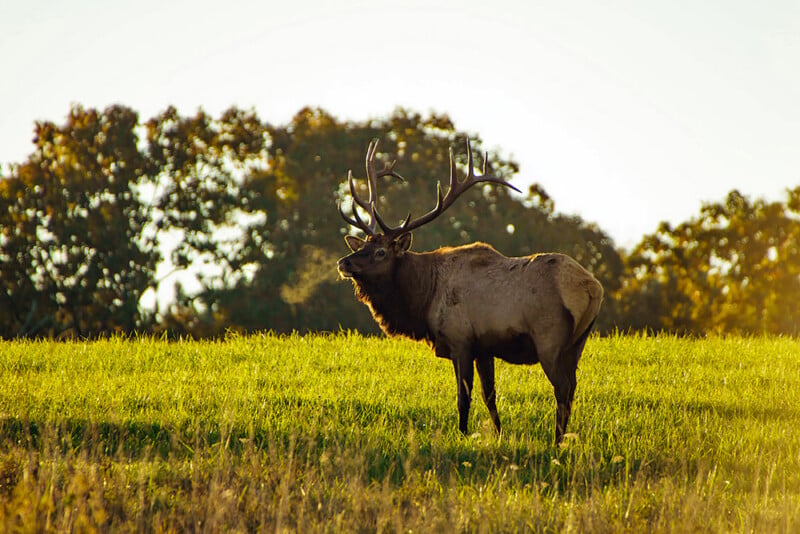 A large elk with antlers stands in a sunlit grassy field, surrounded by tall trees in the background under a clear sky.