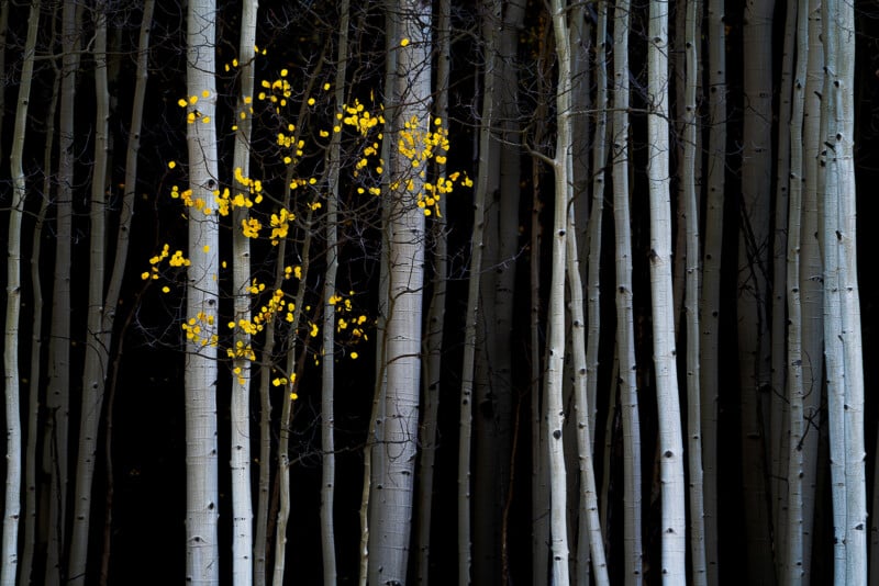 Tall, slender white tree trunks stand close together with a few clusters of bright yellow leaves, contrasting sharply against the dark background.